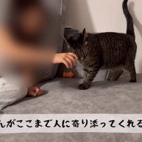 テロップ「猫さんがここまで～」
