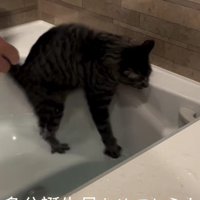 お風呂に落ちる猫