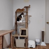 ドアの前で待っている猫
