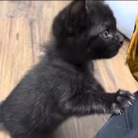 おつきちゃんも猫じゃらしに夢中