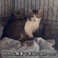 カメラを見つめるキジ白猫と、その後ろから顔を覗かせるキジ白柄の子猫
