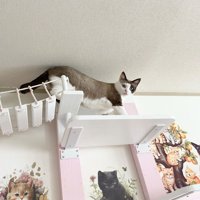 キャットウォークを歩く猫