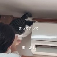 二本足で立つ猫