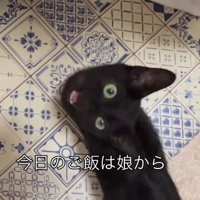 見上げて鳴いている子猫