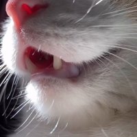 喉を鳴らしながら鳴き声をあげる猫