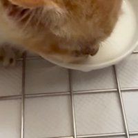 ミルクを飲む子猫