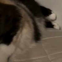 後ろ足のアップ