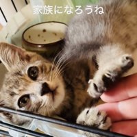ケージの中でママの指をフミフミする子猫