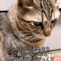 上から猫を見た様子