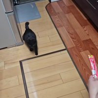 家に入ってきた子猫