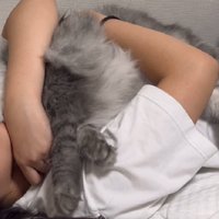 ギューする猫