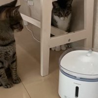 キジ白猫を見る猫