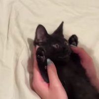 バンザイしている子猫