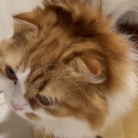 遠くを見つめる茶色い猫の顔