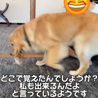 来客の周りを歩く犬