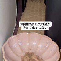 「3年前保護直後の...」のテロップ写真