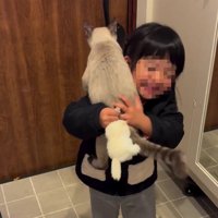 女の子に飛びつく猫