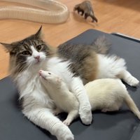 猫の下に潜り込むフェレット