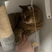 飼い主の手の上に前足を置いた猫