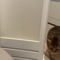 風呂の中を見る猫