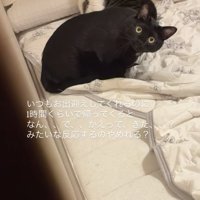 目を丸くしてカメラを見つめる2匹の猫