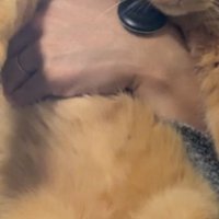 抱かれている猫