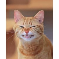 あくびしている猫