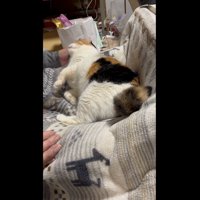 さらに甘えるミケ