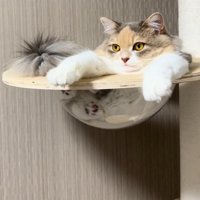 お嬢様みたいな猫