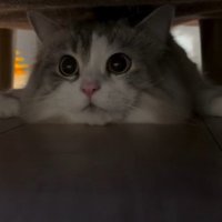 ソファの下に潜り込んで右を向く猫
