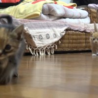 歩いてくるサビちゃん