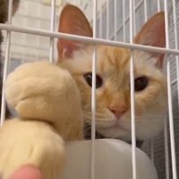 自分の前足を触る撮影者を、静かに見守る猫