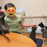 猫に囲まれる人