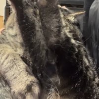 足を上げて顔を完全に隠す猫右からのアングル