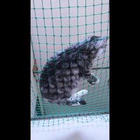 横たわるはなちゃん