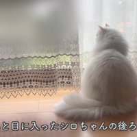 外を見る猫の後ろ姿