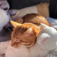 ぬいぐるみによりそって寝る猫