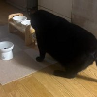 ご飯を食べている猫