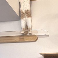 立つ猫