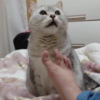 口を開けて上を見る猫