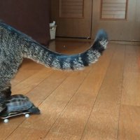 猫にぶつかる亀