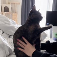 ママに伸びを手伝ってもらうサビ猫