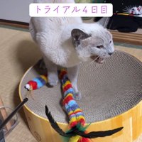 鳴いている猫