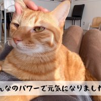 なでられている猫