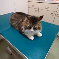 診察台の上