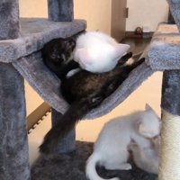 プロレスごっこ