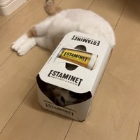 箱に入る猫