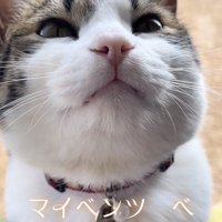 窓際でくつろぐキジ白猫