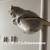 ボウルから下を見下ろす猫