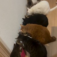 ご飯を食べている沢山の猫達